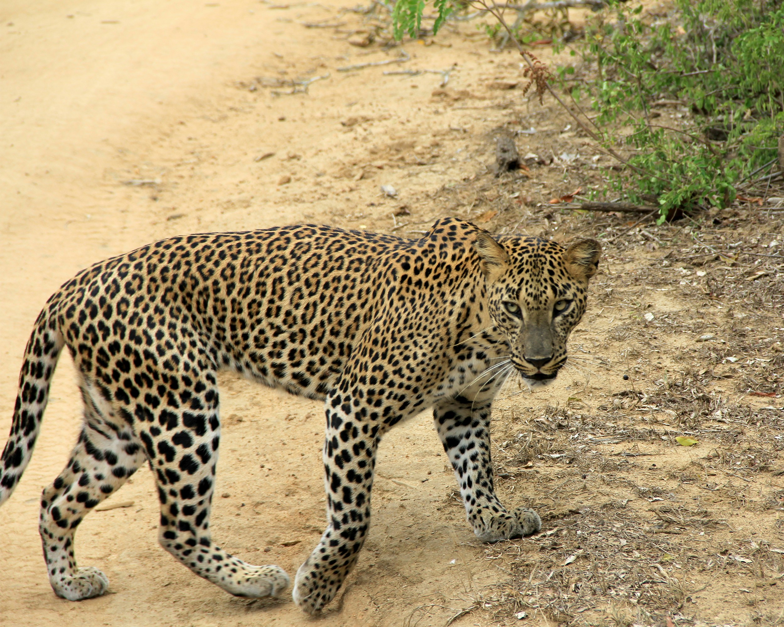 Wildlife Safaris - Yala National Park